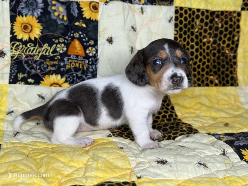 Cera – Miniature Dachshund puppy for sale in Stoutland, MO
