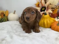 Rhett, a male Miniature Dachshund for sale in Stoutland, MO – 2 of 10