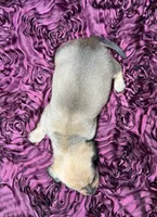 Peaches, a female Miniature Dachshund for sale in Stoutland, MO – 4 of 4
