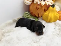 Noah, a male Miniature Dachshund for sale in Stoutland, MO – 1 of 4