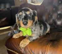 Diesel, a male Miniature Dachshund for sale in Stoutland, MO – 2 of 7