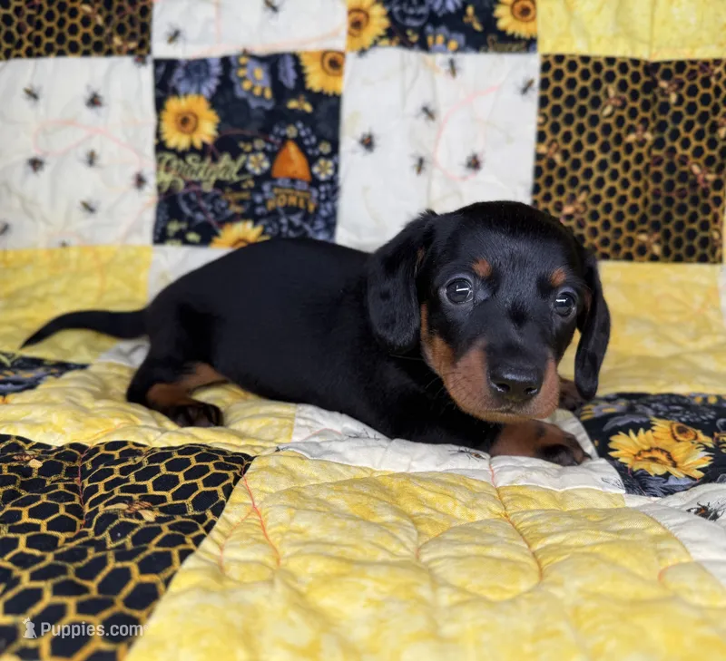 Archer – Miniature Dachshund puppy for sale in Stoutland, MO