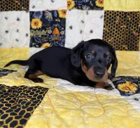 Archer, a male Miniature Dachshund for sale in Stoutland, MO – 1 of 3