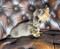 Crash, a male Dachshund for sale in Stoutland, MO – 5 of 6