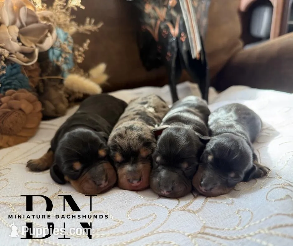 Cappuccino , a male Miniature Dachshund for sale in Stoutland, MO – Photo 2 of 6