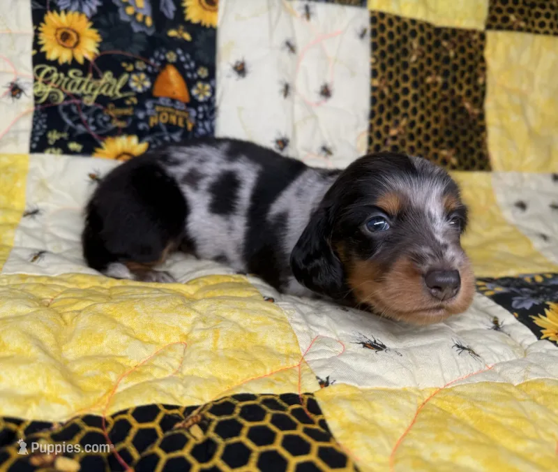 Turbo – Miniature Dachshund puppy for sale in Stoutland, MO