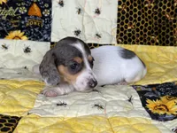 Ducky, a female Miniature Dachshund for sale in Stoutland, MO – 4 of 6