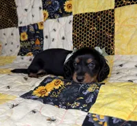 Dolly, a female Miniature Dachshund for sale in Stoutland, MO – 7 of 10