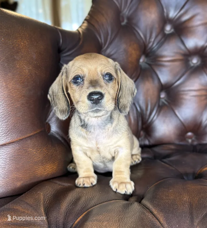 Peaches – Miniature Dachshund puppy for sale in Stoutland, MO