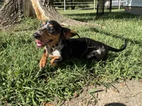 Shelby , a female Miniature Dachshund for sale in Stoutland, MO – 2 of 6
