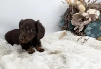 Luna, a female Dachshund for sale in Stoutland, MO – 1 of 7
