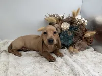 Goldie, a female Dachshund for sale in Stoutland, MO – 4 of 7