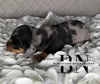 Vin, a male Miniature Dachshund for sale in Stoutland, MO – 2 of 5