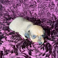 Peaches, a female Miniature Dachshund for sale in Stoutland, MO – 3 of 4