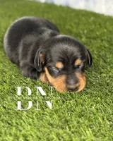 Astro, a male Miniature Dachshund for sale in Stoutland, MO – 4 of 5