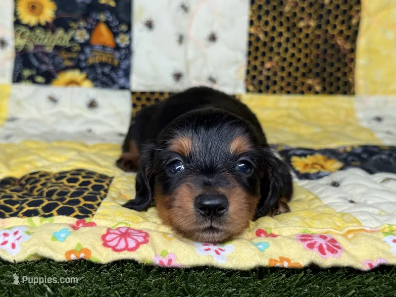 Littlefoot – Miniature Dachshund puppy for sale in Stoutland, MO