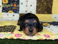 Littlefoot, a male Miniature Dachshund for sale in Stoutland, MO – 1 of 7