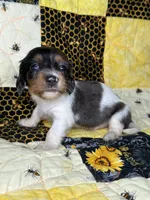 Spike, a male Miniature Dachshund for sale in Stoutland, MO – 5 of 6