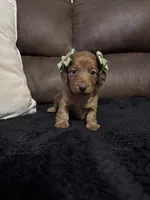Scarlett, a female Miniature Dachshund for sale in Stoutland, MO – 3 of 4