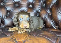 Crash, a male Dachshund for sale in Stoutland, MO – 4 of 6