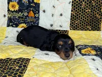 Littlefoot, a male Miniature Dachshund for sale in Stoutland, MO – 5 of 7