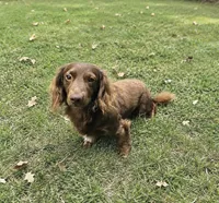JJ (AKC), a male Dachshund for sale in Stoutland, MO – 2 of 7