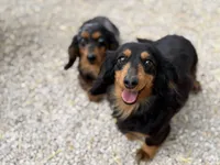 Dixie, a female Miniature Dachshund for sale in Stoutland, MO – 3 of 5