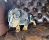 Shelby , a female Miniature Dachshund for sale in Stoutland, MO – 3 of 7