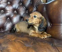 Ivy, a female Dachshund for sale in Stoutland, MO – 2 of 10