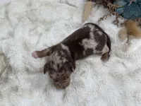 Hermione, a female Dachshund for sale in Stoutland, MO – 3 of 5