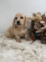 Butters, a male Miniature Dachshund for sale in Stoutland, MO – 2 of 10