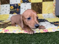 Copper, a male Miniature Dachshund for sale in Stoutland, MO – 4 of 9
