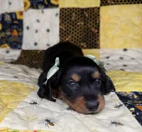 Dolly, a female Miniature Dachshund for sale in Stoutland, MO – 6 of 10