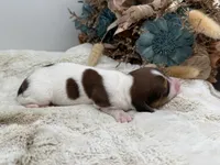 Ruby , a female Dachshund for sale in Stoutland, MO – 4 of 5