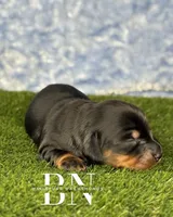 Archer, a male Miniature Dachshund for sale in Stoutland, MO – 2 of 6