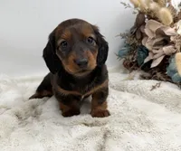 Ranger, a male Dachshund for sale in Stoutland, MO – 6 of 6