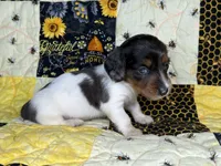 Spike, a male Miniature Dachshund for sale in Stoutland, MO – 6 of 6