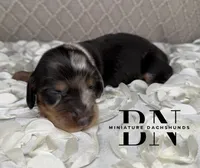Turbo, a male Miniature Dachshund for sale in Stoutland, MO – 2 of 5