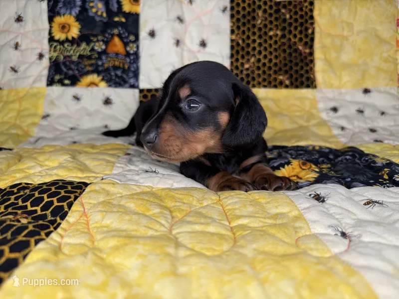 Bentley – Miniature Dachshund puppy for sale in Stoutland, MO