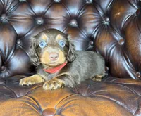 Crash, a male Dachshund for sale in Stoutland, MO – 1 of 6