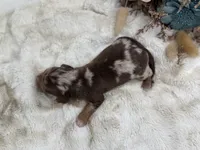 Hermione, a female Dachshund for sale in Stoutland, MO – 5 of 5