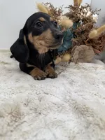 Cashew, a male Miniature Dachshund for sale in Stoutland, MO – 2 of 3