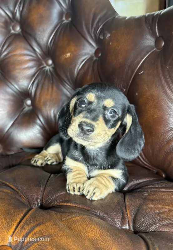 Ellie – Miniature Dachshund puppy for sale in Stoutland, MO
