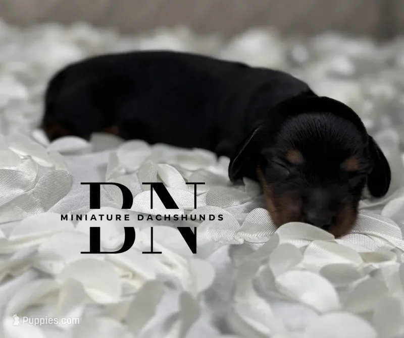 Dolly – Miniature Dachshund puppy for sale in Stoutland, MO