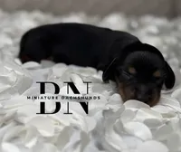 Dolly, a female Miniature Dachshund for sale in Stoutland, MO – 1 of 6