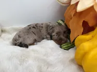Paisley , a female Miniature Dachshund for sale in Stoutland, MO – 3 of 9