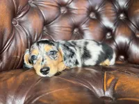 Merle, a male Miniature Dachshund for sale in Stoutland, MO – 6 of 8