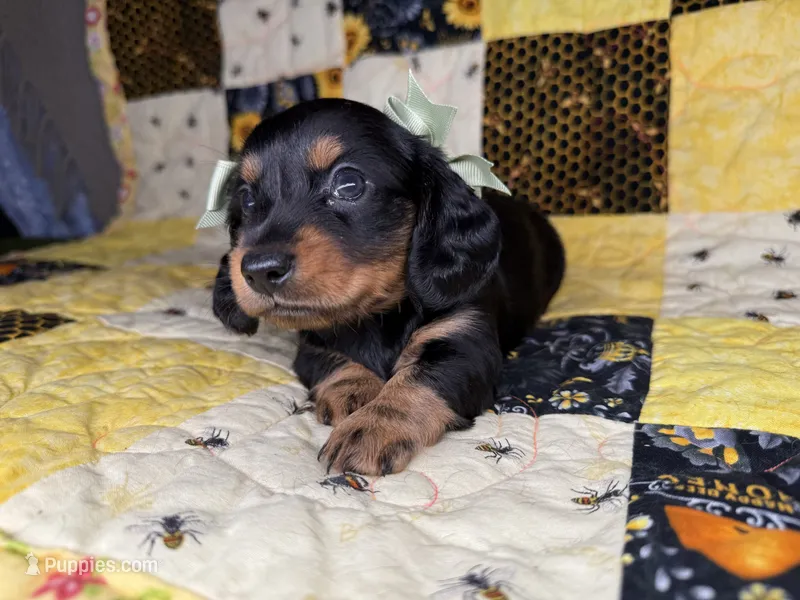 Dolly – Miniature Dachshund puppy for sale in Stoutland, MO