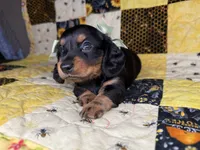 Dolly, a female Miniature Dachshund for sale in Stoutland, MO – 1 of 10