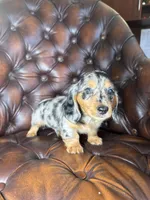 Merle, a male Miniature Dachshund for sale in Stoutland, MO – 7 of 8